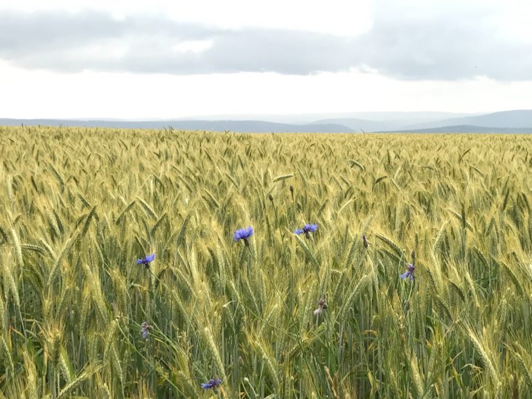 Goldenes Kornfeld Goldenes Kornfeld
