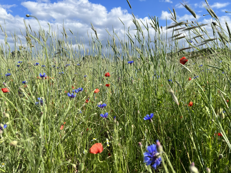 Blühendes Kornfeld im Sommer Blühendes Kornfeld im Sommer