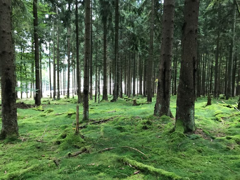 Märchenhafter Wald Märchenhafter Wald